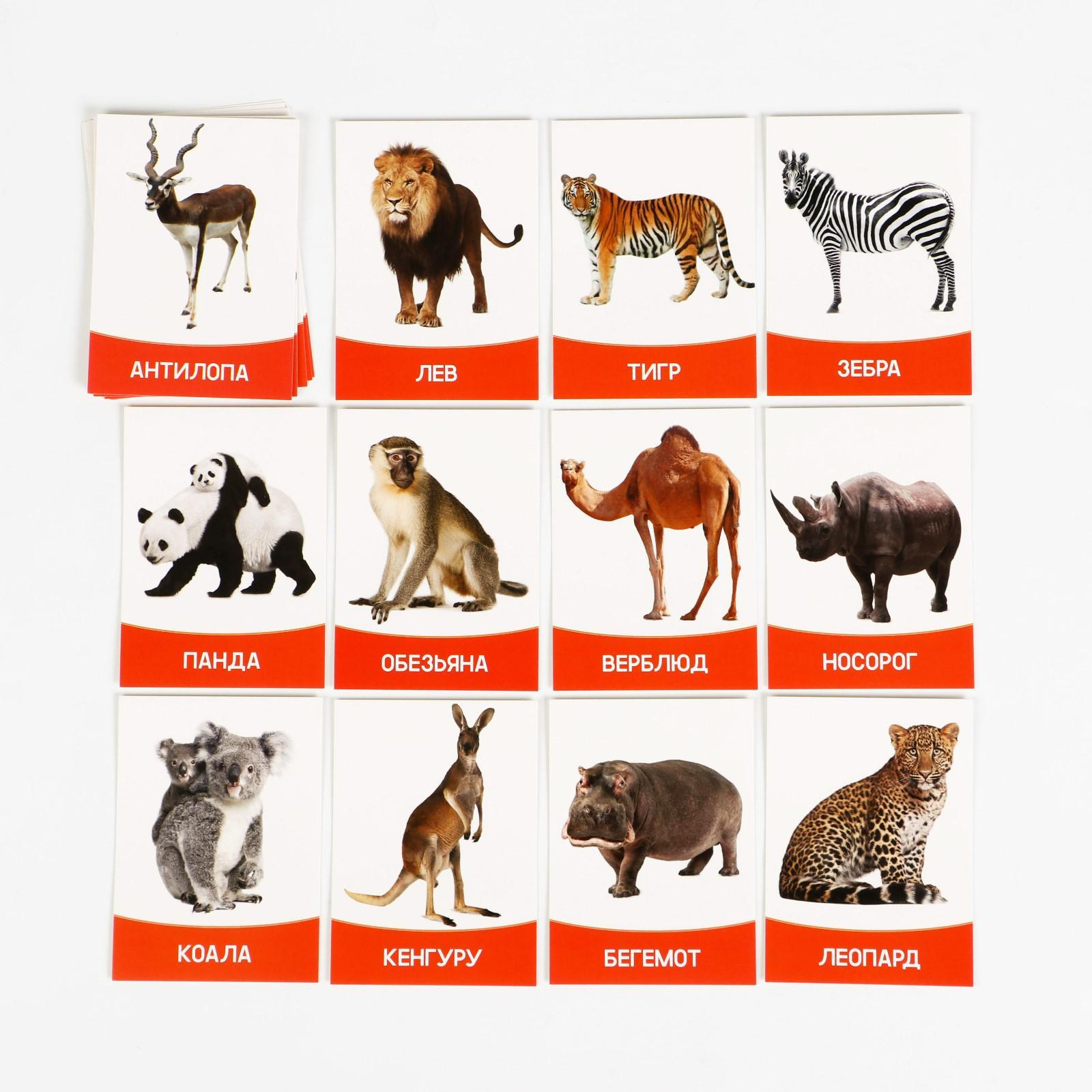 Карточки для изучения животных