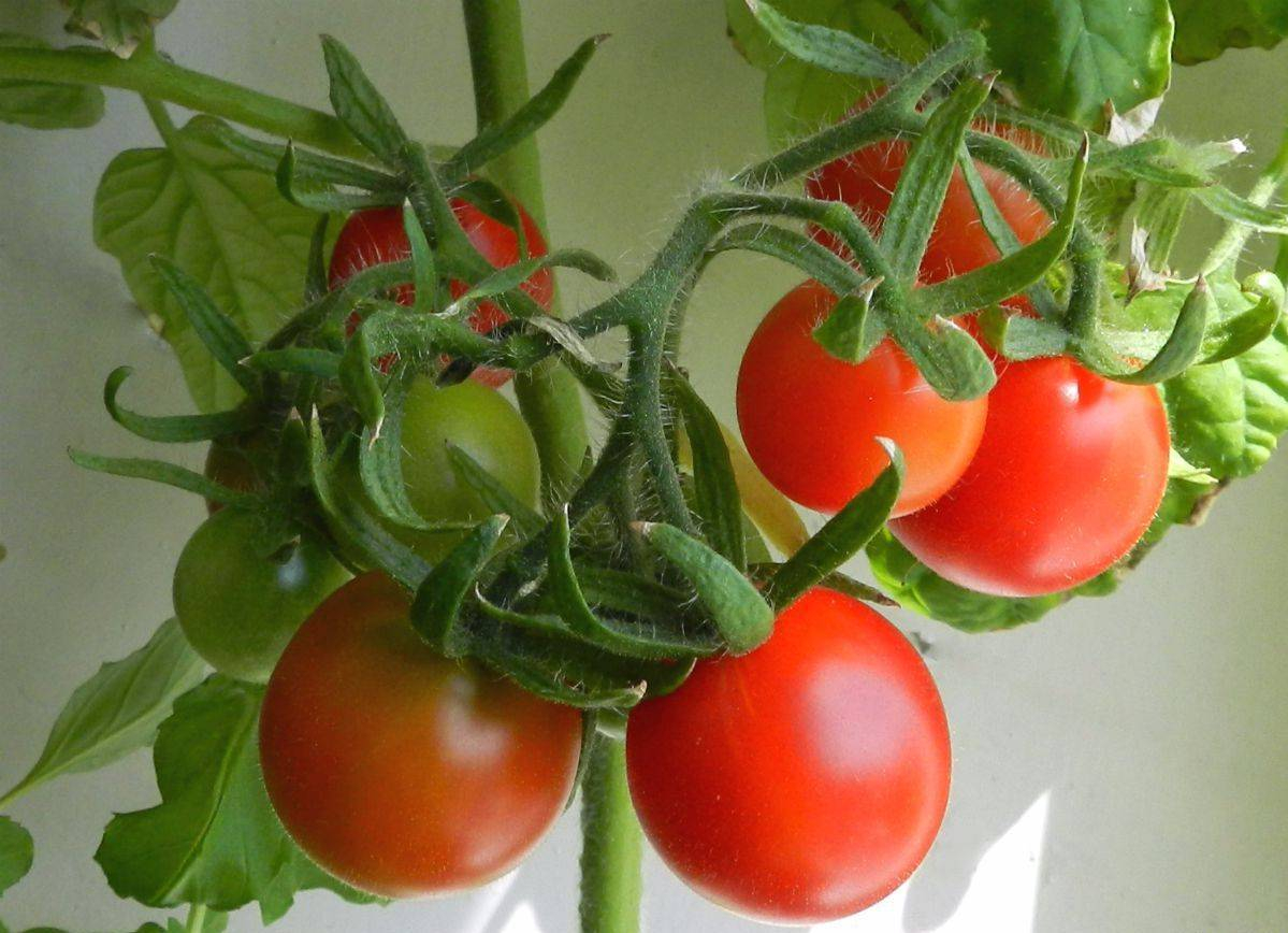 Колибри помидоры описание сорта фото
