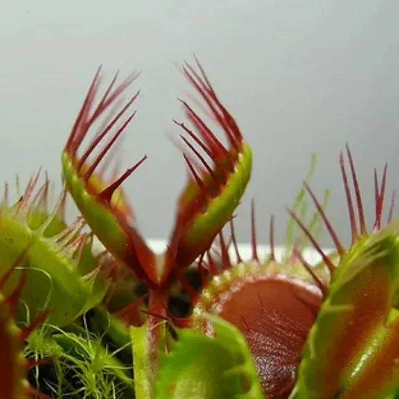 венерина мухоловка хищные растения. цветок хищник венерина мухоловка. венерина мухоловка (dionaea muscipula). дионея мухоловка. венерина мухоловка.