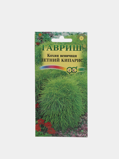 Как выглядят семена кохии фото Многолетние травы неопалимая купина Kochia Scoparia Семена красный сад декоратив