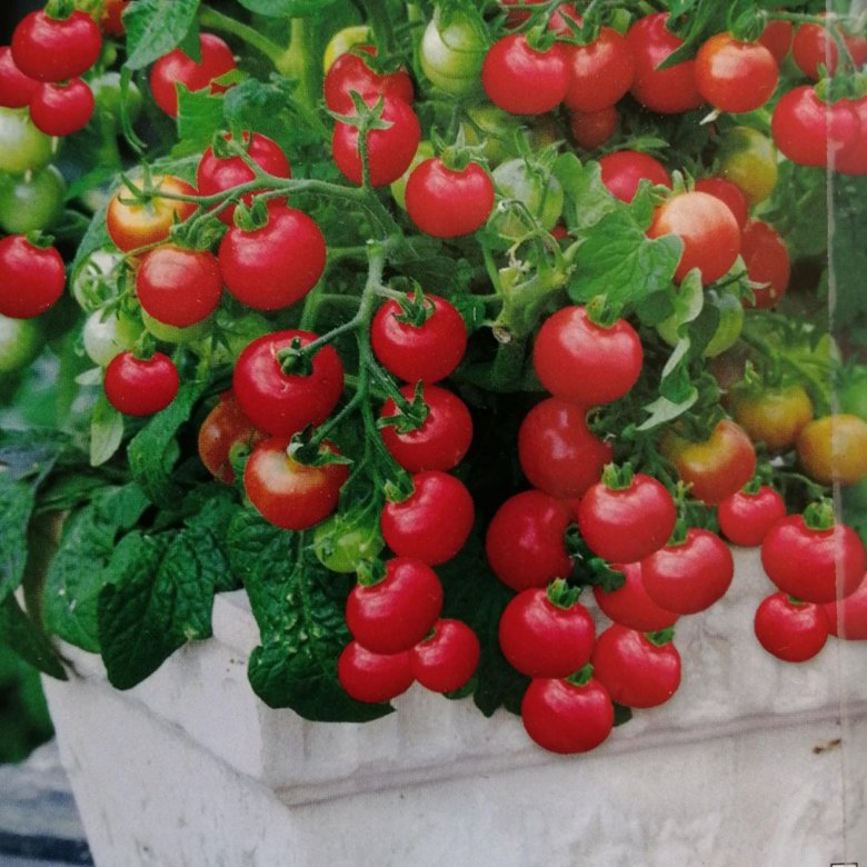 Семена томатов для балкона