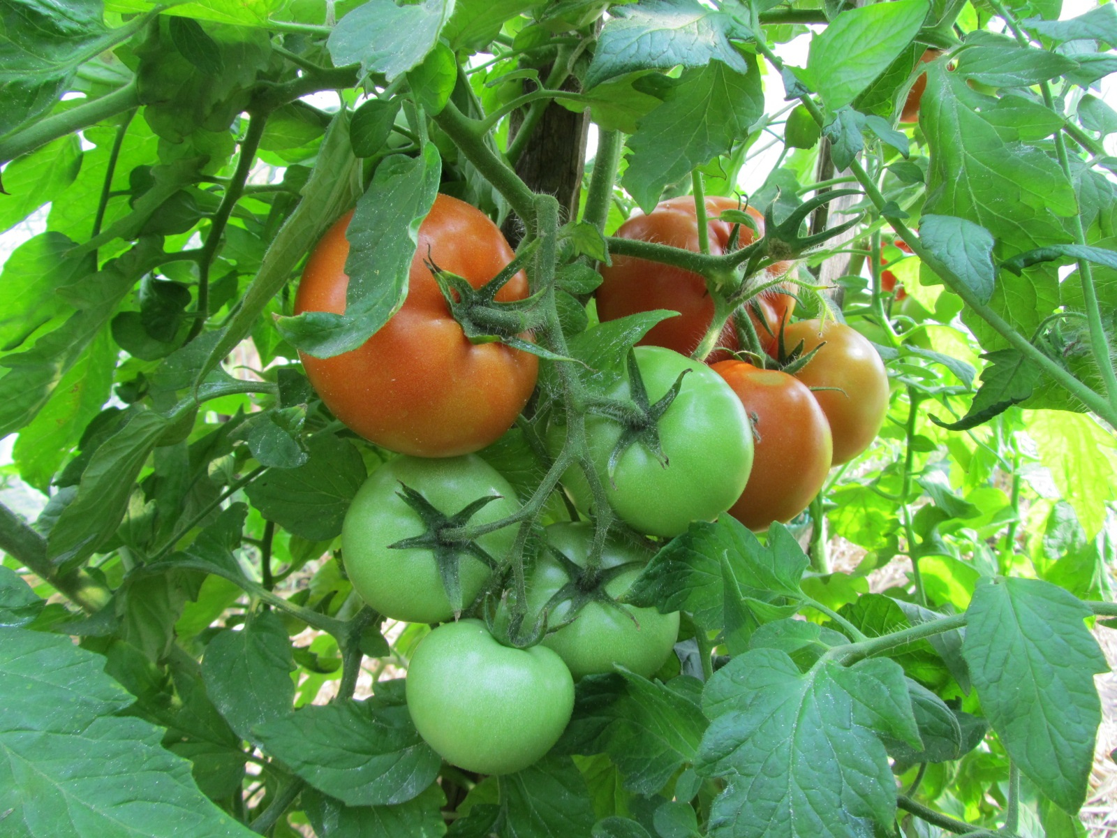 Семена томат Марьина роща
