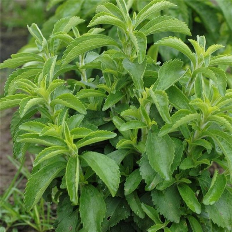 Стевия семена. Stevia rebaudiana. Стевия медовая трава. Стевия медовая растение. Стевия Дульсинея.