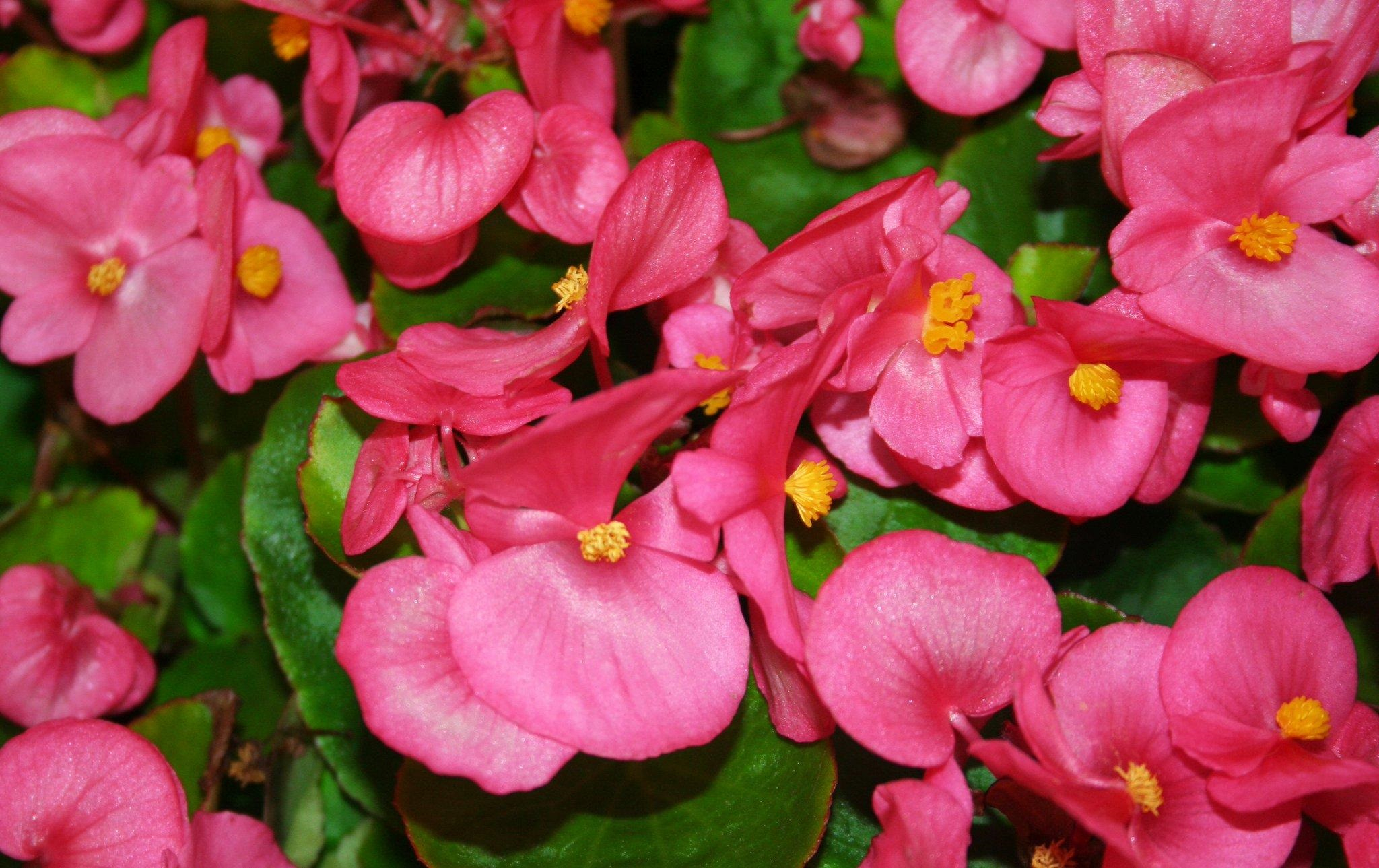 Ballarats Begonias