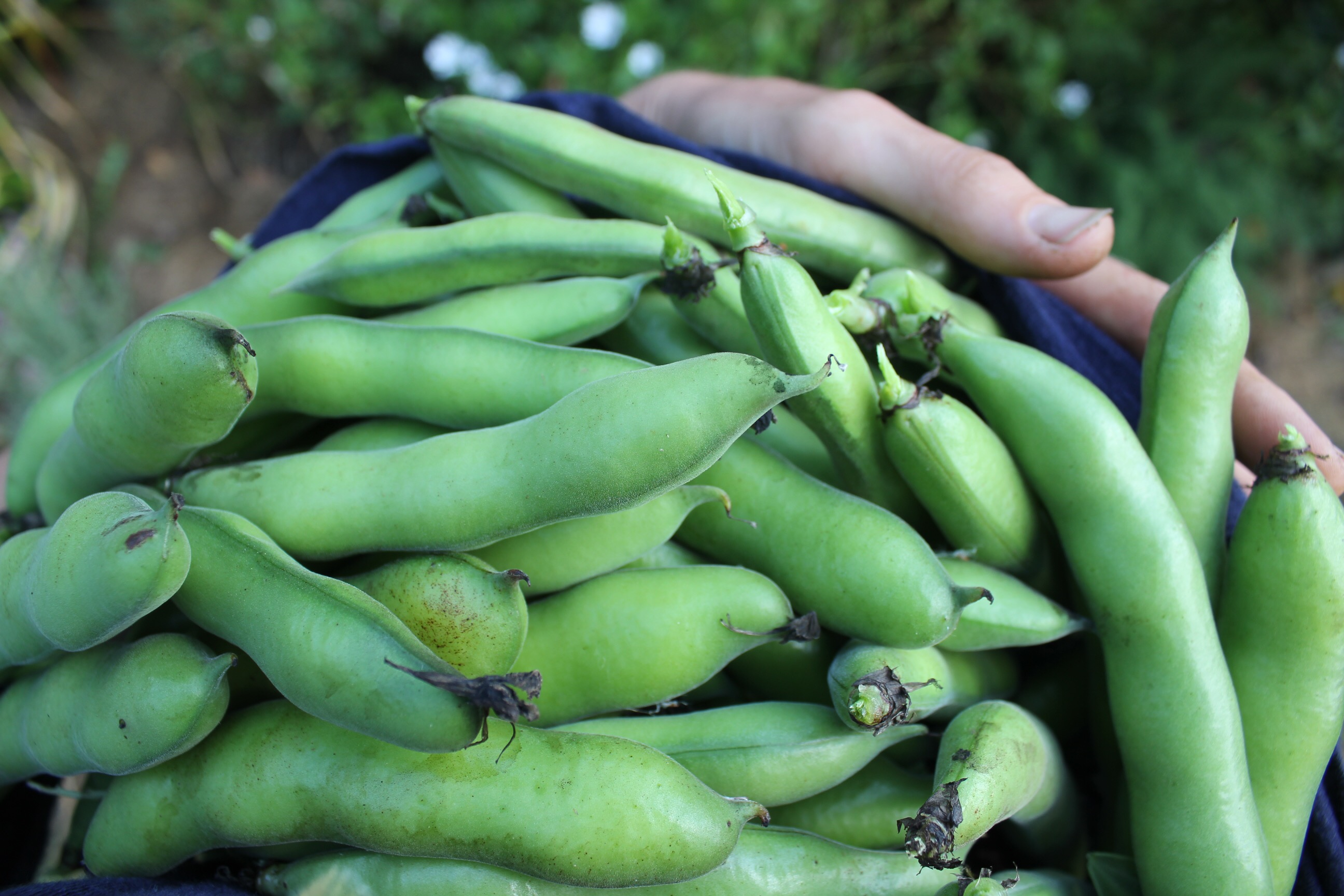 Bean plant. Огородные Бобы. Бобы Бобчинские. Бобы русские черные. Конские Бобы обыкновенные.