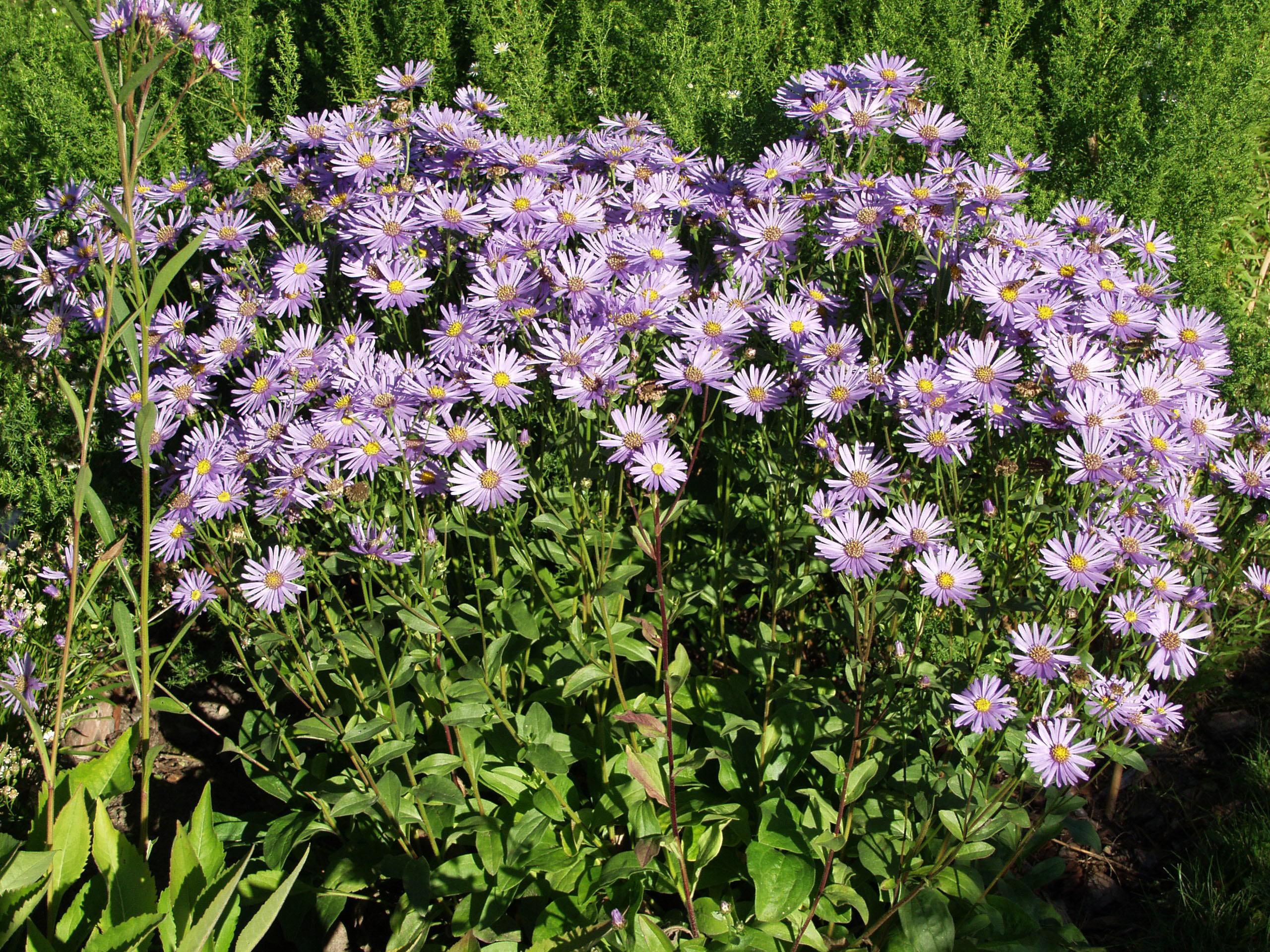 Погода многолетняя. Астра итальянская (Aster amellus). Астра итальянская многолетняя Рудольф. Астра Рудольф Гете. Aster amellus 'Blue King'.