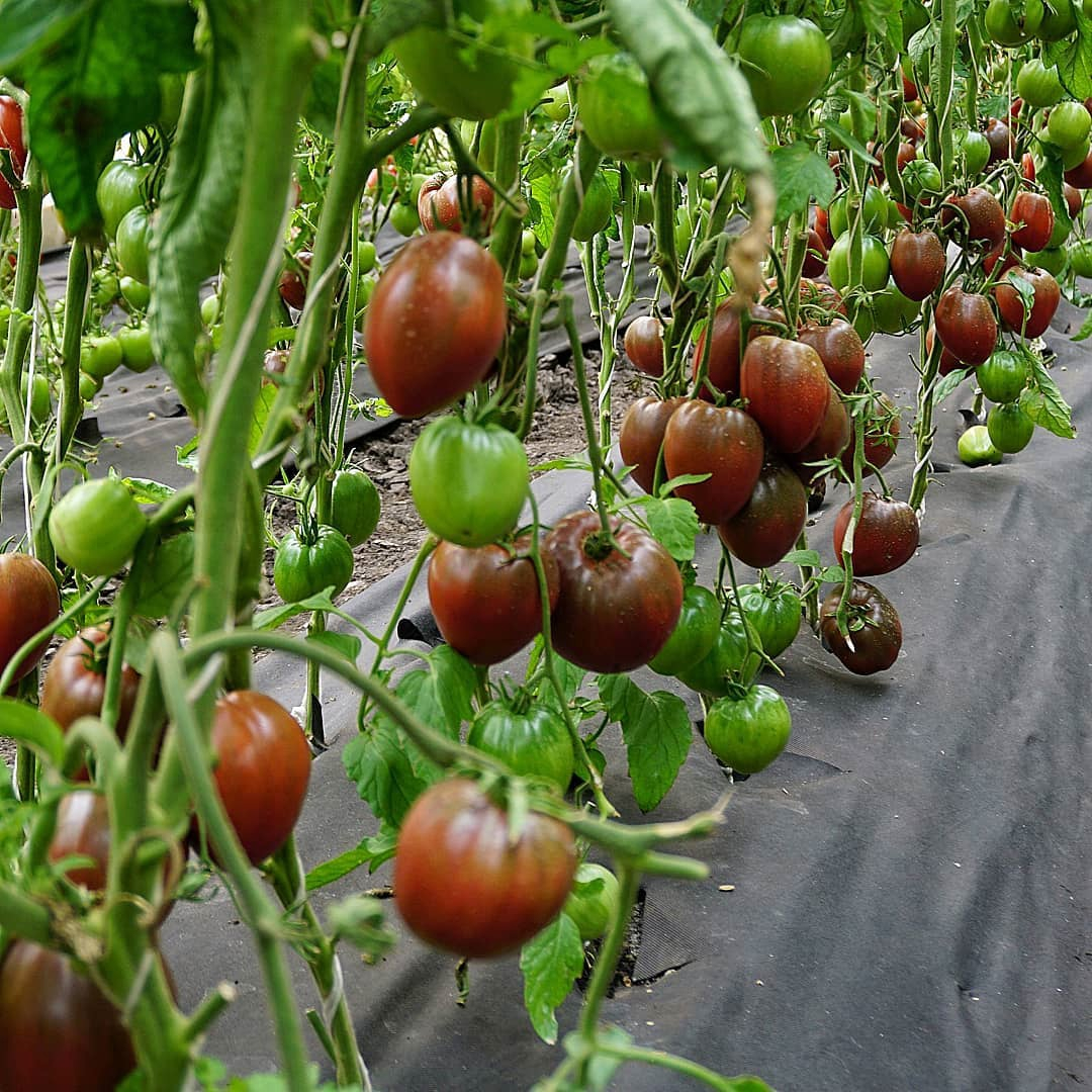 томаты сорта черное сердце америки фото