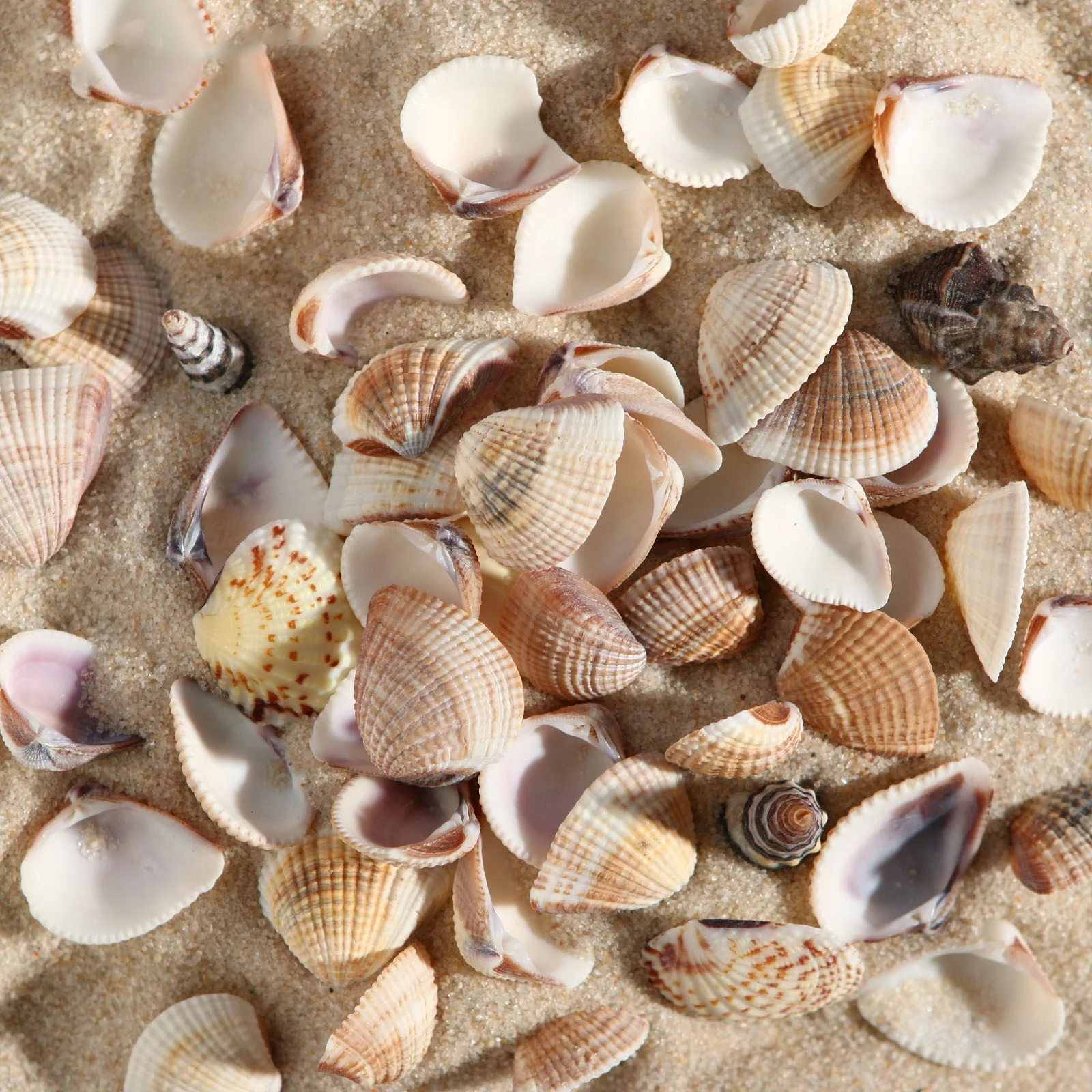 наборы ракушек для декора. набор ракушек. Shell 001 набор морских раковин в сеточке 200 гр фрукты моря микс. набор ракушек. новые наборы ракушек купить.