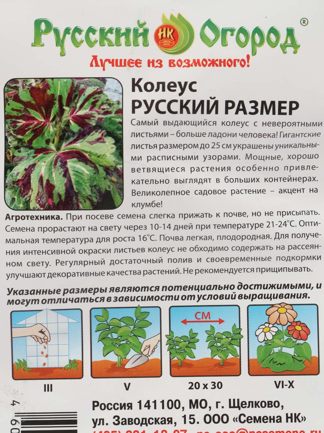 Колеус Русский размер (семена,цветы) купить по цене 219 ₽ в  интернет-магазине KazanExpress