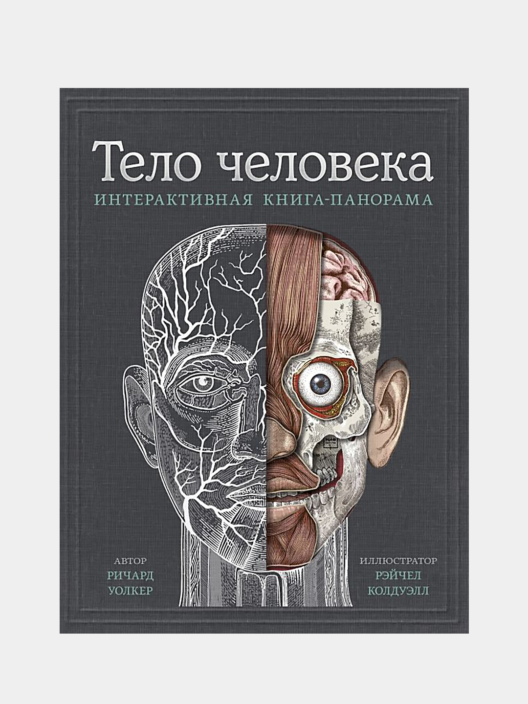 Тело человека. Интерактивная книга-панорама, Ричард Уолкер, Рейчел Колдуэлл  купить по цене 3725 ₽ в интернет-магазине Магнит Маркет