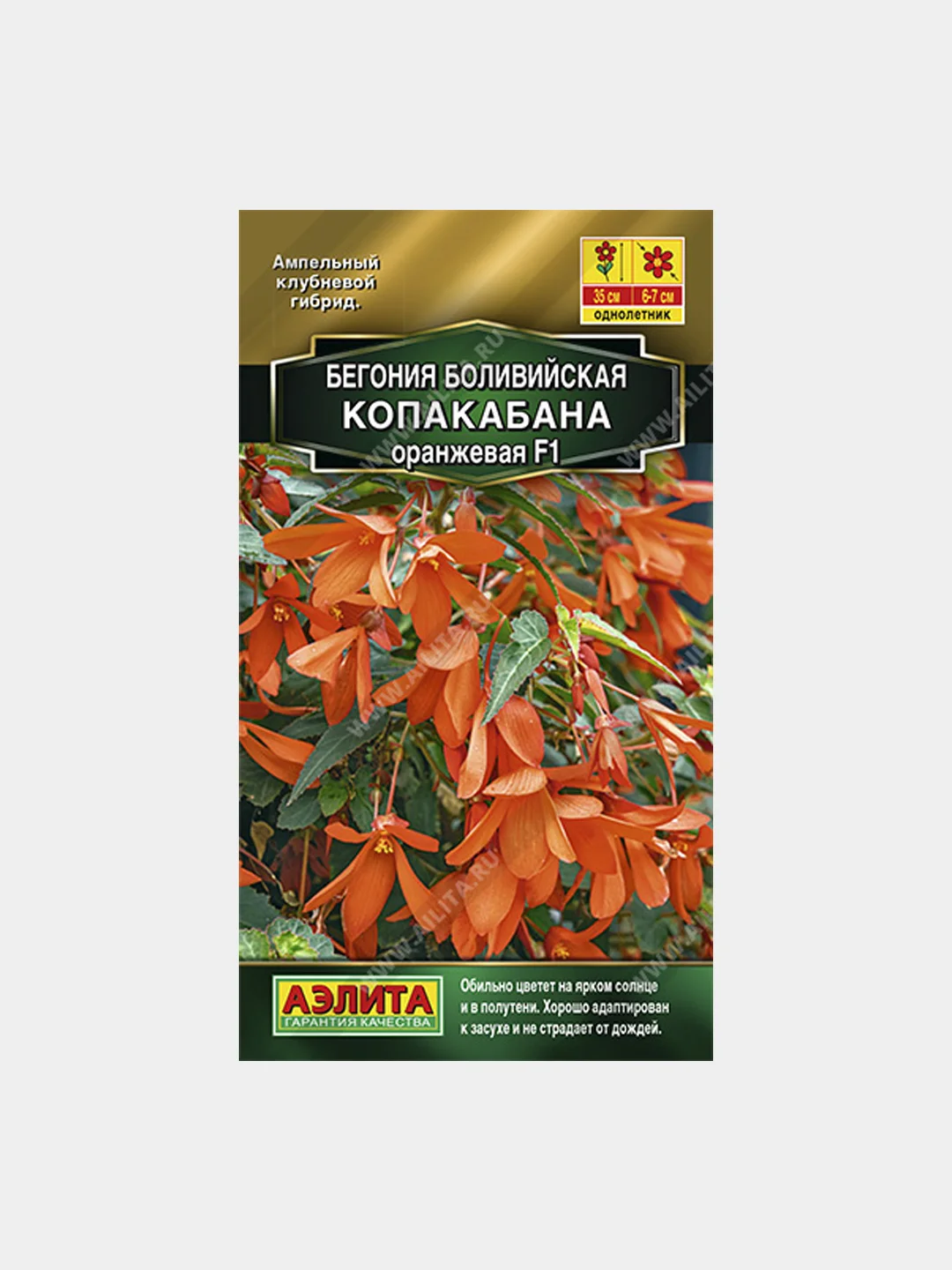 бегония копакабана красная f1. бегония боливийская ампельная копакабана. бегония ампельная санта круз. бегония боливийская копакабана. бегония боливийская ампельная копакабана.